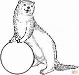 Otter Pages Sea Coloring Clipart Otters Color Mongoose Outline Drawing Standing Colouring Ball Printable Cliparts Clip Cartoon Animal Line Library sketch template