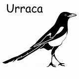Urracas Urraca sketch template