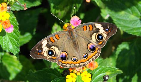 blok top   beautiful butterflies   world