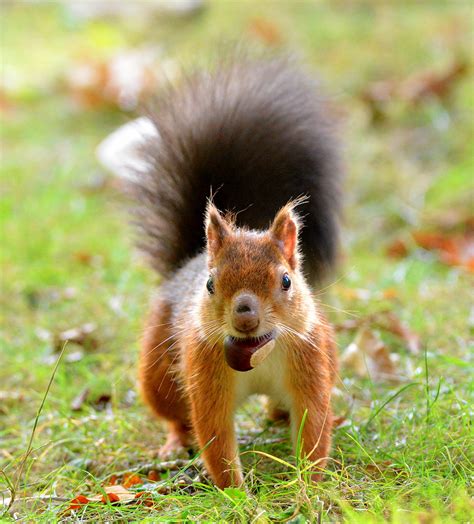 dsc red squirrel explore     flickr