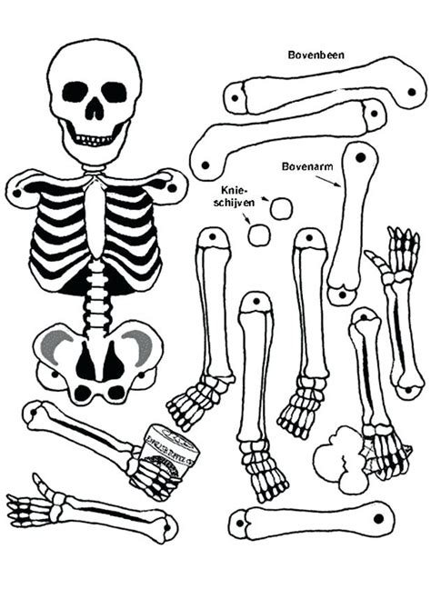 anatomy coloring pages  kids  getcoloringscom  printable
