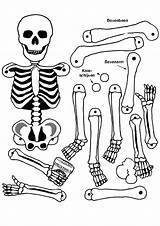 Anatomy Coloring Pages Kids Printable Human Getcolorings sketch template