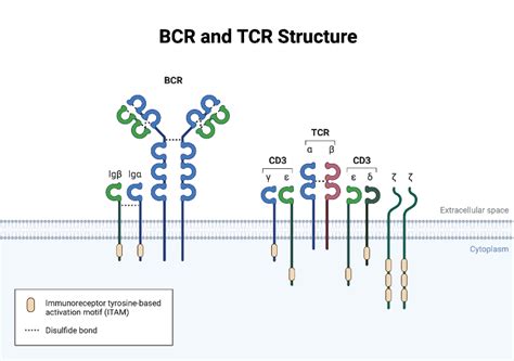 bcr  tcr structure biorender science templates