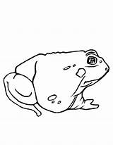 Coloring Toad Pages Printable Kids Frogs Hibernate Noodle Popular Getdrawings Twistynoodle sketch template