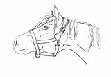 Horse Head Lineart Deviantart sketch template