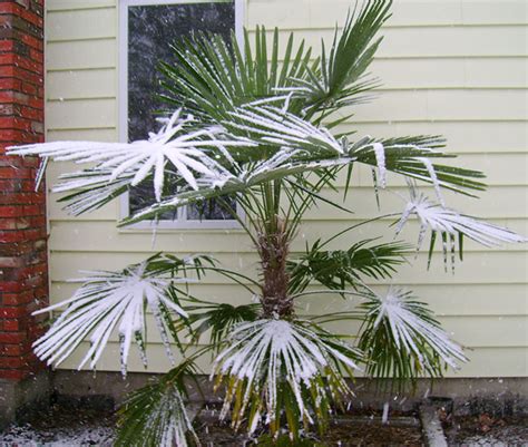 grow  care  windmill palm trachycarpus fortunei