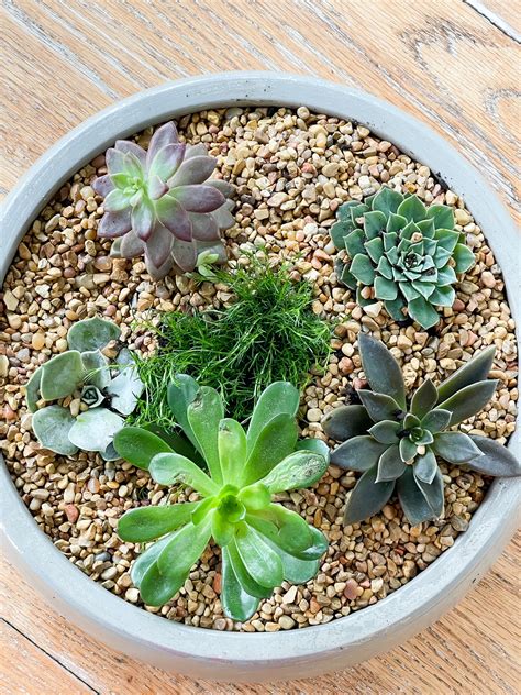 how to create a succulent dish garden duke manor farm by laura janning