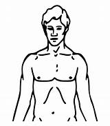 Body Clipart Outline Chest Human Cartoon Chemical Basis Transparent Lacrosse Pioneer Plaque Sticks Person Printable Upper Man Diagram Pinclipart Webstockreview sketch template