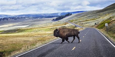 woman “knocked to the ground” in bison attack at yellowstone
