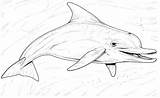 Dolphin Dolphins Delfin Delfines Coloriage Delfini Dauphins Dauphin Golfinhos Desenhos Delfino Detaillierte Ausdrucken Desene Coloriages Bottlenose Ausmalbild Colorir Malvorlagen Coloring sketch template