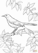 Coloring Mockingbird Northern Pages Bird Printable Supercoloring Coloringbay Kids sketch template