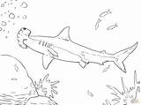 Shark Hammerhead Coloring Pages Megalodon Great Color Printable Fish Print sketch template