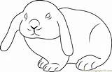 Coloring Rabbit Cute Pages Rabbits Kids Coloringpages101 Color Printable Mammals sketch template