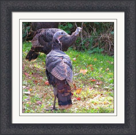 you looking at me wild turkeys framed print by stephanie forrer