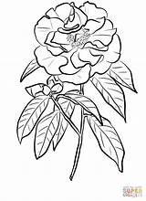 Coloring Camellia Reticulata Pages Printable Supercoloring Categories sketch template