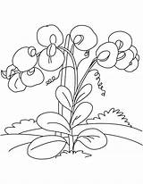 Pea Sweet Coloring Pages Princess Flowers Flower Drawing Getdrawings Getcolorings Vines sketch template