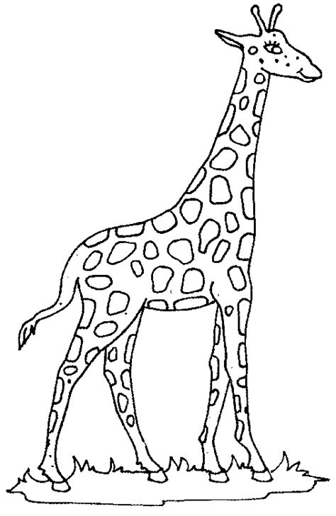 coloring giraffe picture giraffe colors giraffe coloring pages giraffe