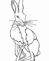 Hase Hare Gazing Ausdrucken Malvorlage Meutes Contre Lièvres Pétition Patrons sketch template
