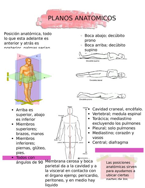 planos anatomicos apuntes  planos anatomicos las posiciones