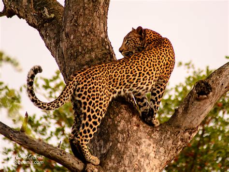luiperd leopard panthera leopardus  st leopard   flickr
