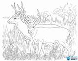 Justcoloringbook Deer sketch template