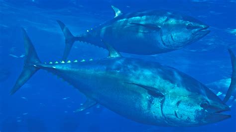 progress   tracking  atlantic bluefin trade
