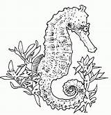Coloring Seahorse Pages Realistic Adults Adult Carle Eric Drawing Horse Sea Seahorses Drawings Colouring Popular Color Printable Print Uniquecoloringpages Sheets sketch template