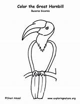 Hornbill Coloring Great Citing Reference sketch template
