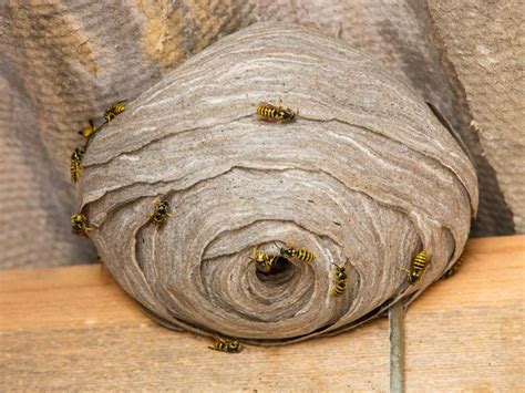 What To Do About A Wasp Nest Saga