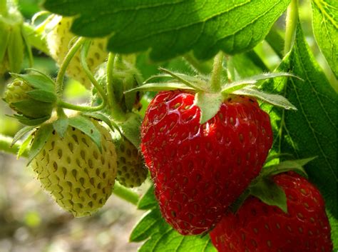 variedad de frutas fresa