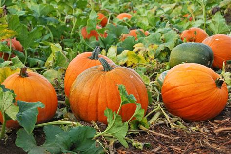 pumpkins growing carving  cooking  guest blog