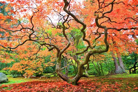 japanese maple       foliage loving gardener