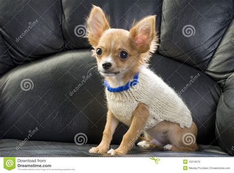 nice sweater puppies hot girl hd wallpaper