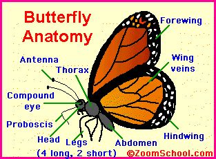 butterflies    butterfly