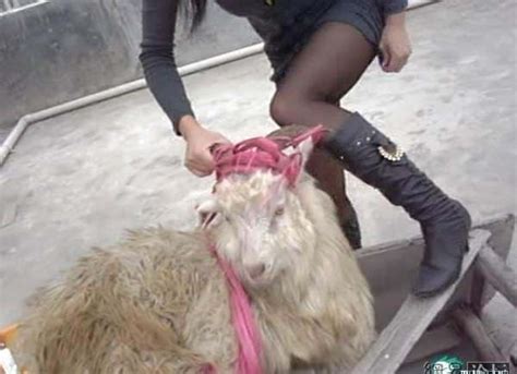 chinese woman killing  goat merv  goat youtube  medianprorg dog meat sales
