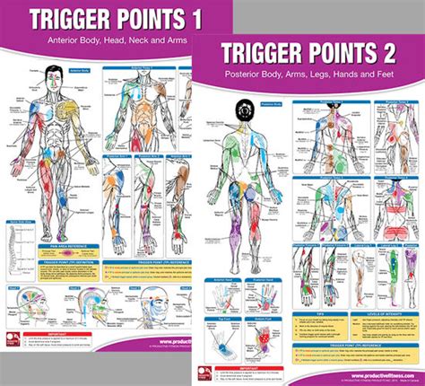 trigger points professional fitness gym physiotherapy wall