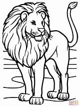 Realistic Lion Coloring Pages Getcolorings Color sketch template