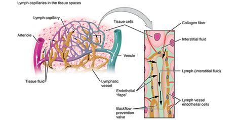 lymph lymph nodes lymphatic system byjus