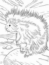 Porcupine Coloring American Cute North Pages Printable Supercoloring Drawings Christmas Animals Porcupines Choose Board sketch template