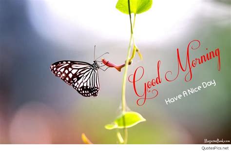 morning good morning images quotes