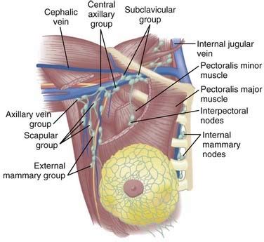 Anal mapping and biopsy