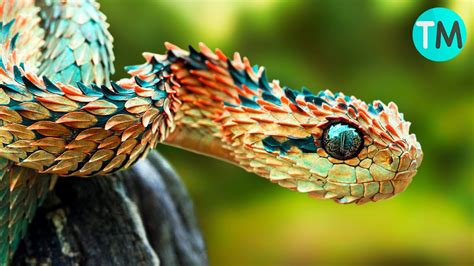 serpientes mas bonitas del mundo tuckidea