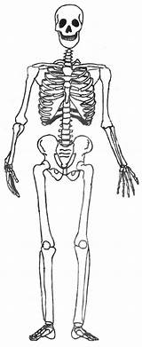 Squelette Humain Articulations Les Pour Skeleton Puzzle Corps Sciences Para Résultats Recherche Coloring Characters Esqueleto Humano Pages Printable Seleccionar Tablero sketch template