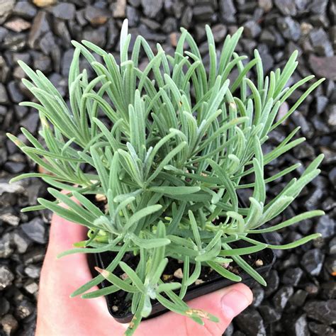 lavandula  intermedia phenomenal english lavender uspp