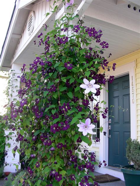 16 Unique Garden Ideas For How To Grow A Beautiful Clematis Vine