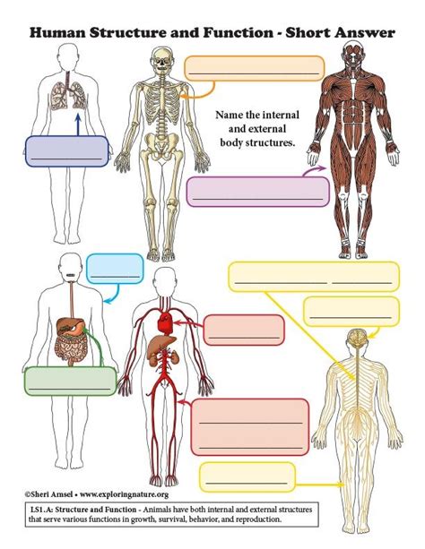body structure  functions astral projection