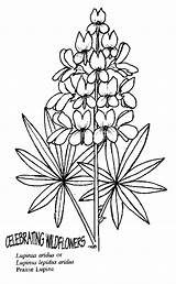 Lupine Coloring Lupinus Designlooter Drawings Caudatus Guide 38kb sketch template