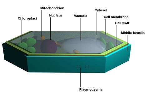 plantbodiescells