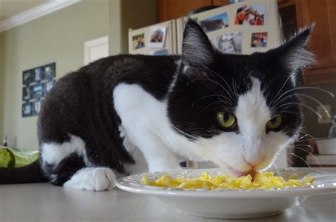 membuat makanan kucing  tempe  telur  sehat  lezat