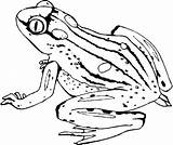 Frog Coloring Pages Kids Book Print Forget Supplies Don sketch template